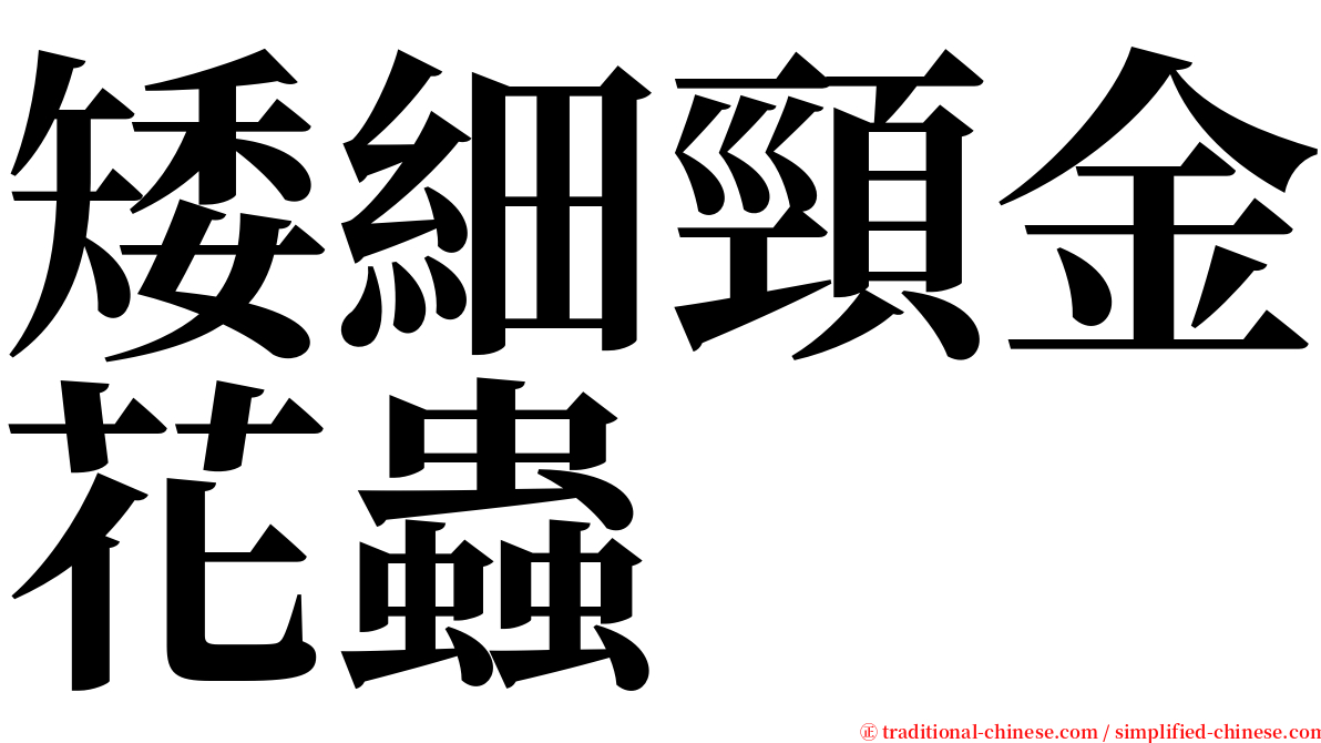 矮細頸金花蟲 serif font