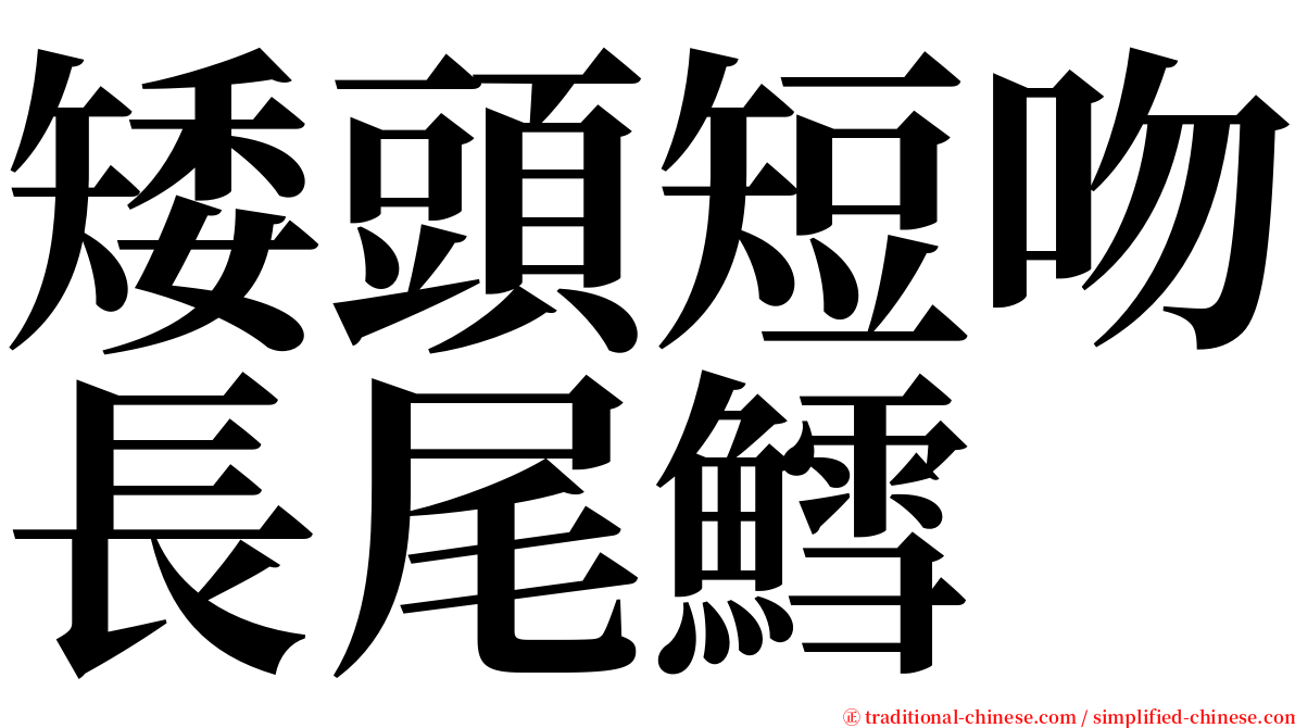 矮頭短吻長尾鱈 serif font