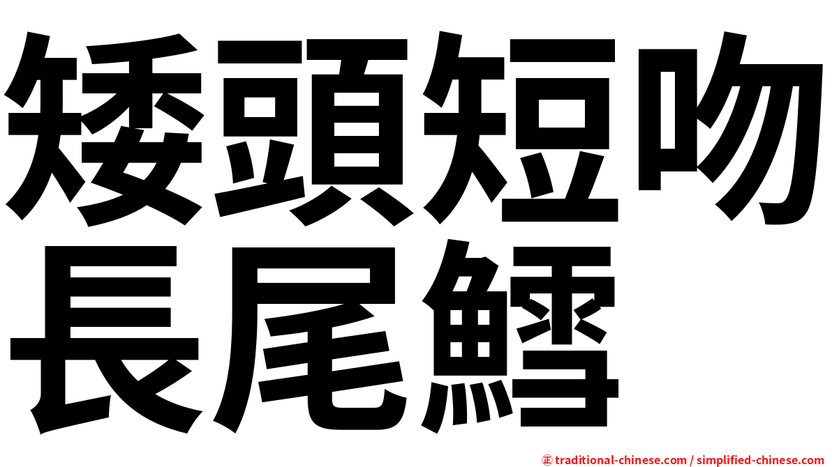 矮頭短吻長尾鱈