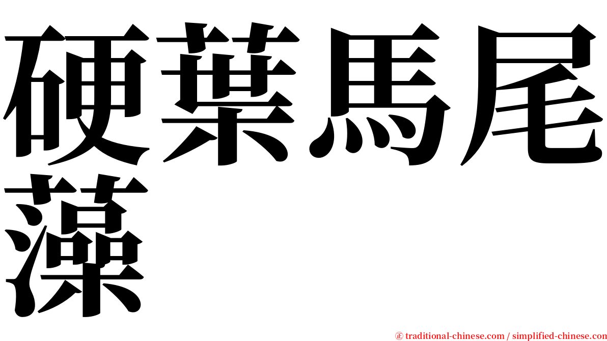 硬葉馬尾藻 serif font