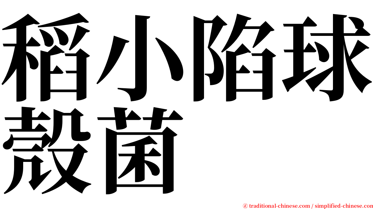 稻小陷球殼菌 serif font