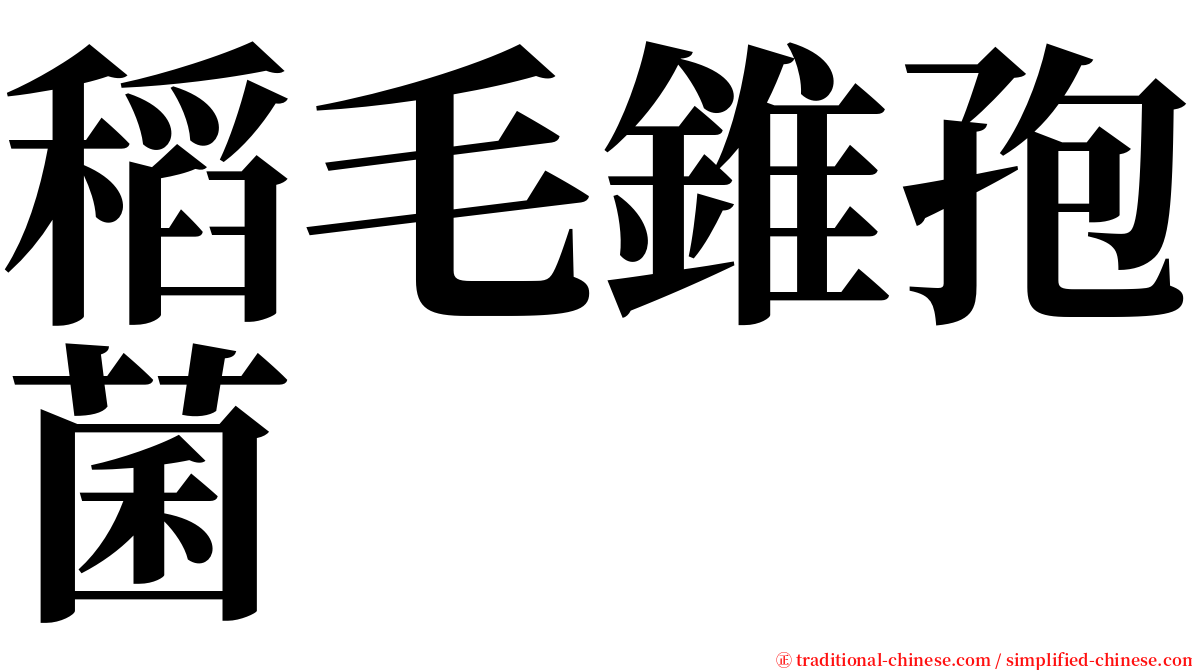 稻毛錐孢菌 serif font