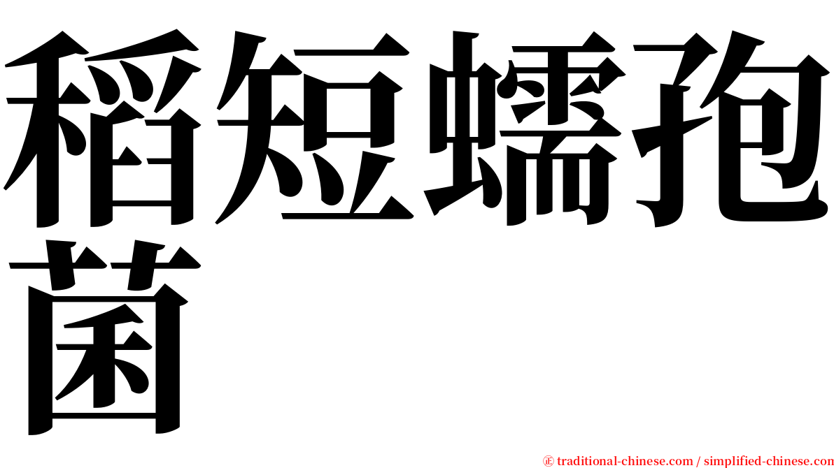 稻短蠕孢菌 serif font