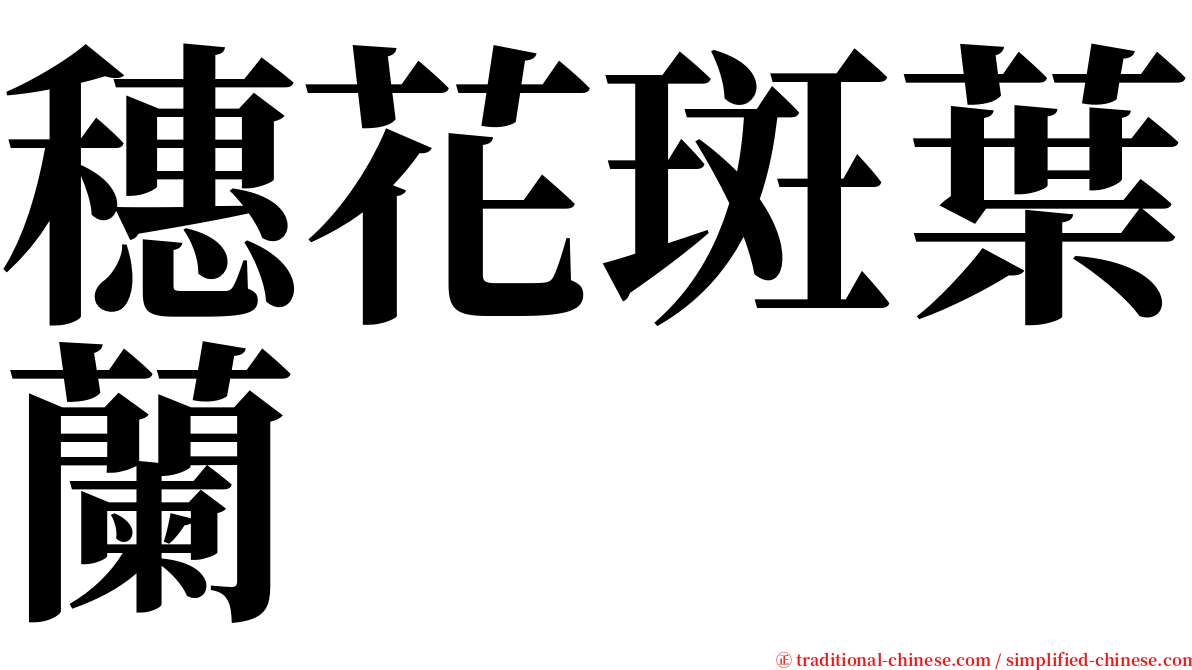 穗花斑葉蘭 serif font