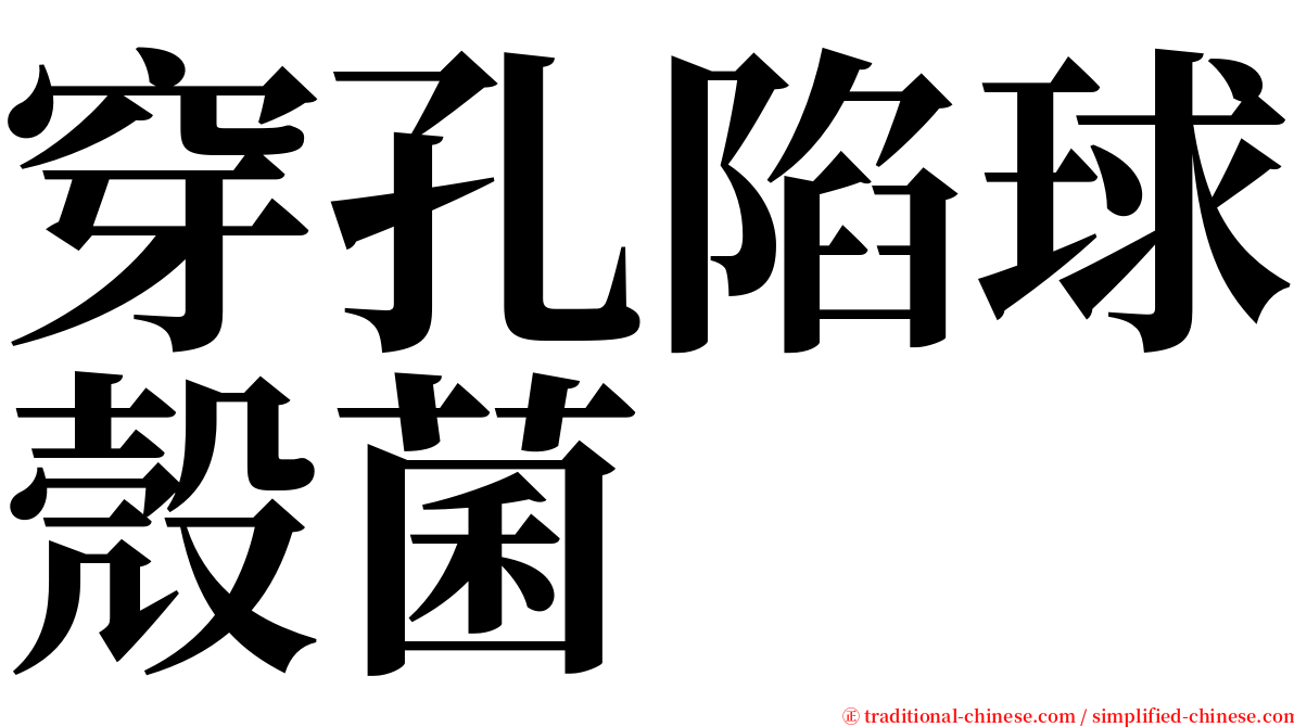 穿孔陷球殼菌 serif font