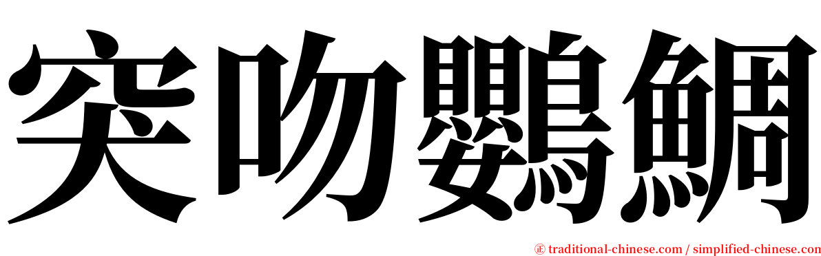 突吻鸚鯛 serif font