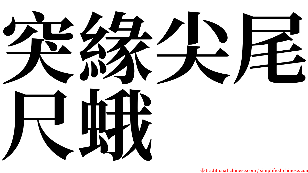 突緣尖尾尺蛾 serif font