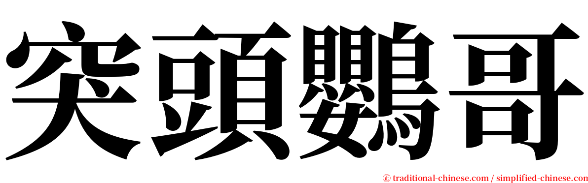 突頭鸚哥 serif font