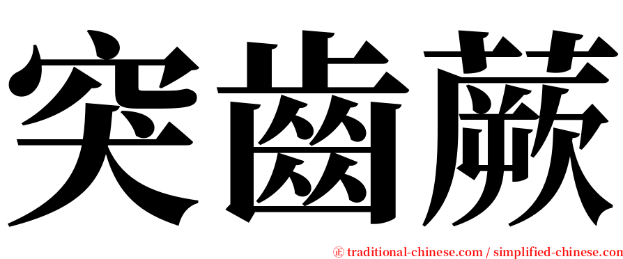 突齒蕨 serif font