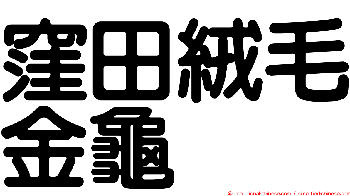 窪田絨毛金龜