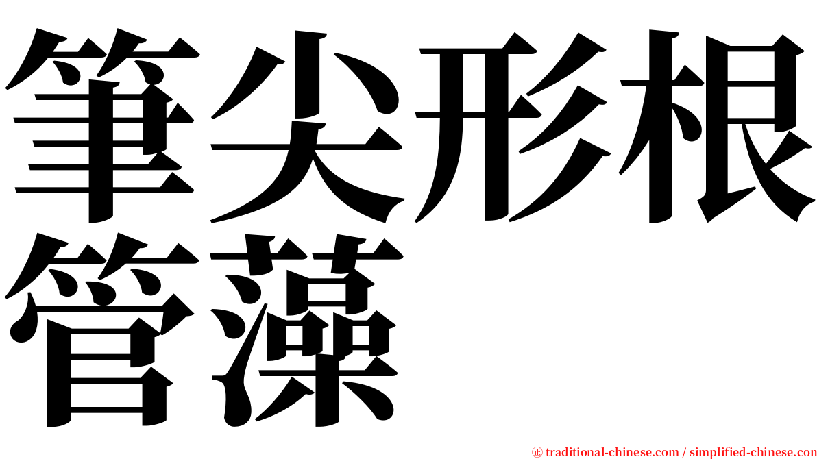 筆尖形根管藻 serif font