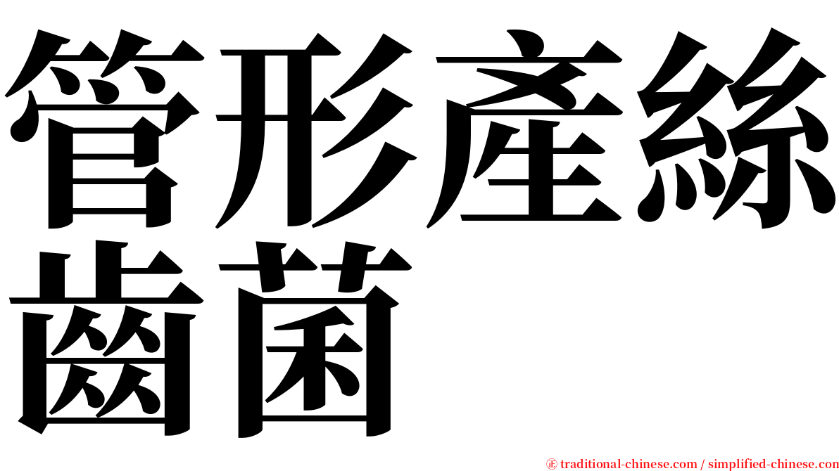 管形產絲齒菌 serif font