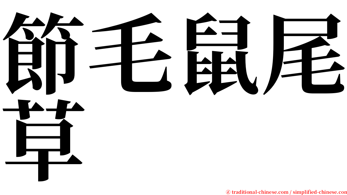 節毛鼠尾草 serif font