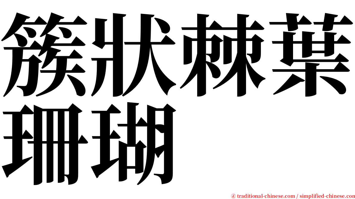 簇狀棘葉珊瑚 serif font