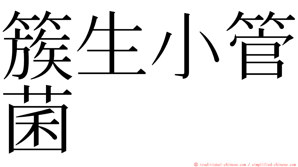 簇生小管菌 ming font