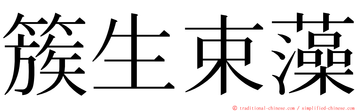 簇生束藻 ming font