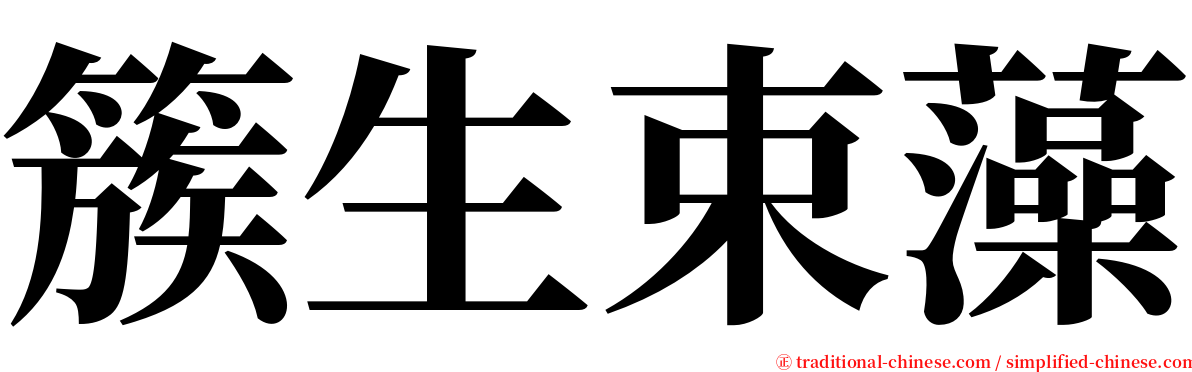 簇生束藻 serif font