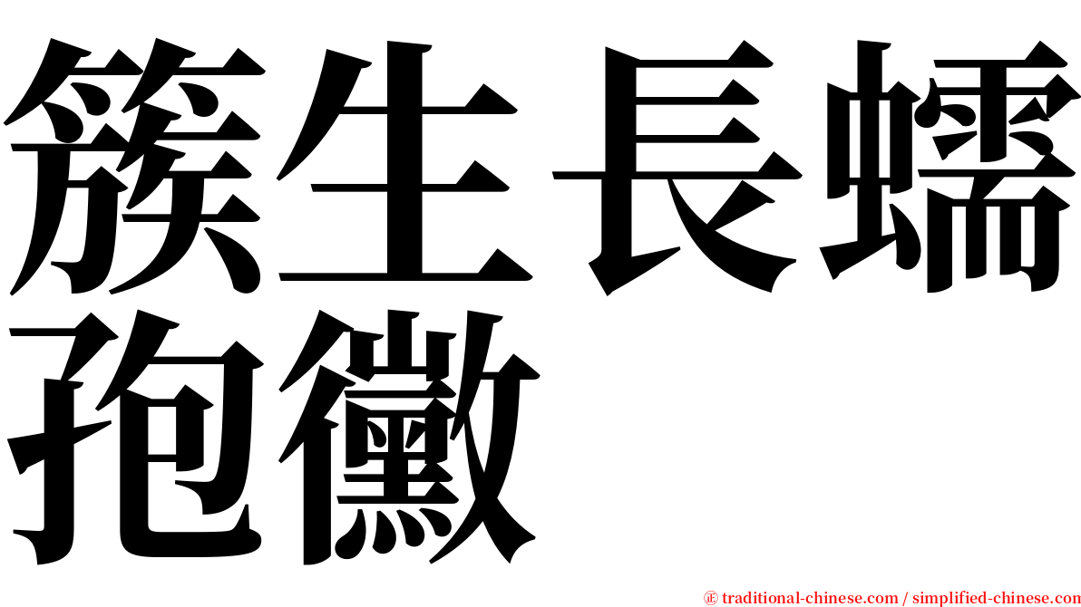 簇生長蠕孢黴 serif font