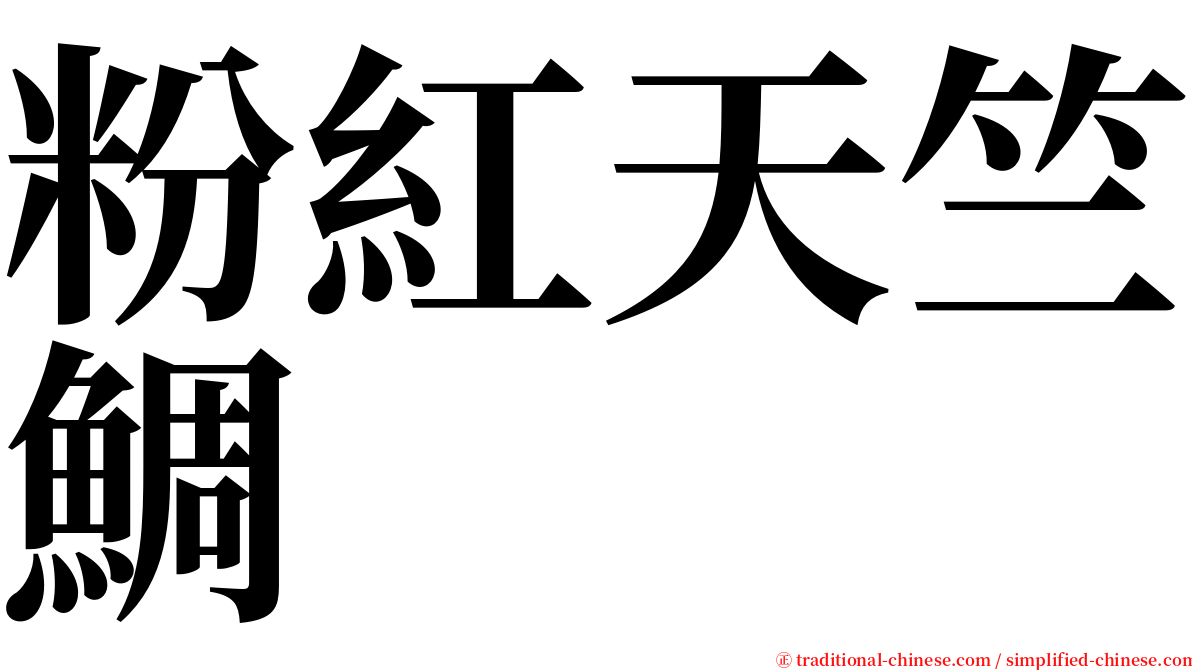 粉紅天竺鯛 serif font