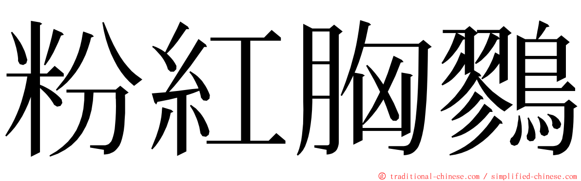 粉紅胸鷚 ming font