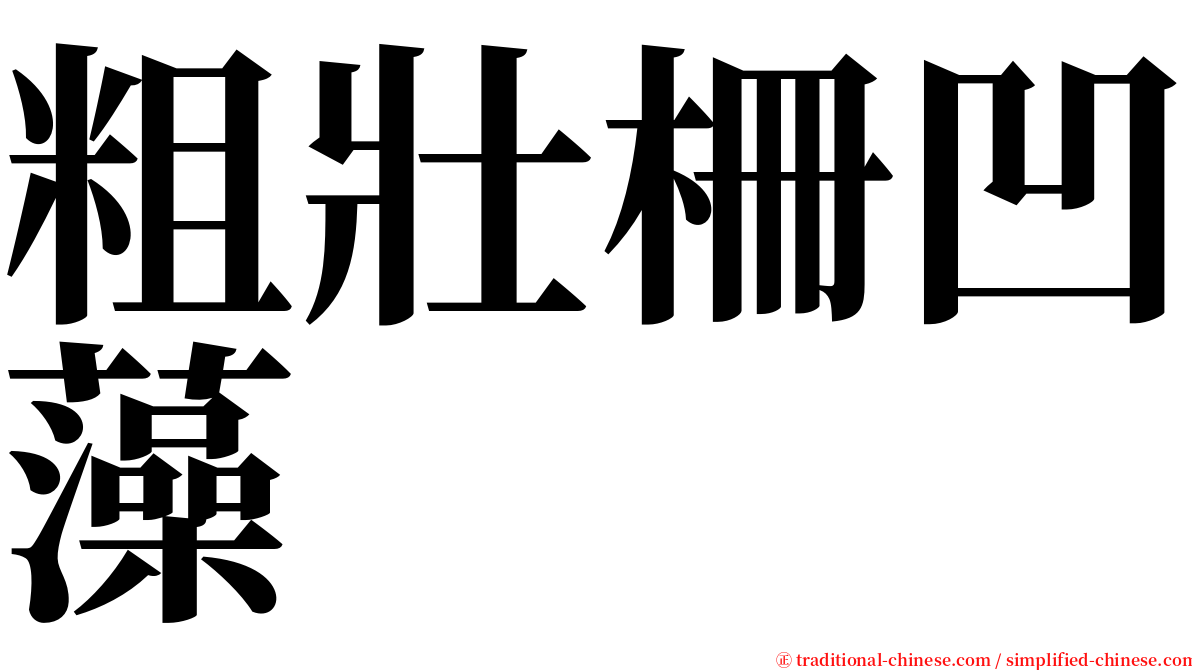 粗壯柵凹藻 serif font