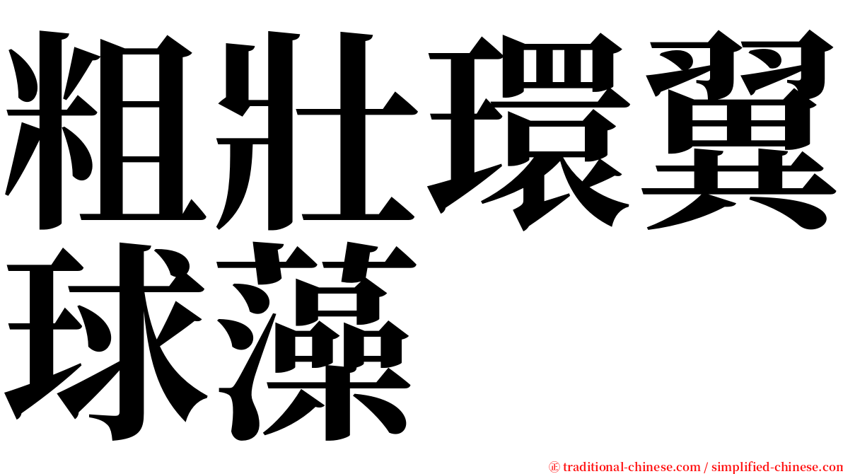 粗壯環翼球藻 serif font