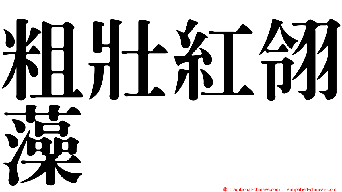 粗壯紅翎藻