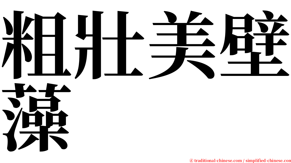 粗壯美壁藻 serif font