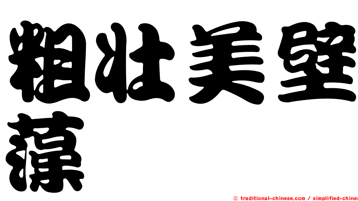 粗壯美壁藻