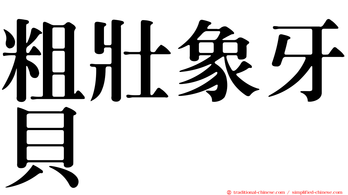 粗壯象牙貝