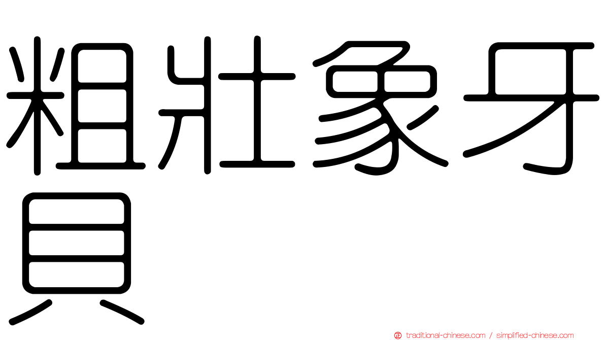 粗壯象牙貝
