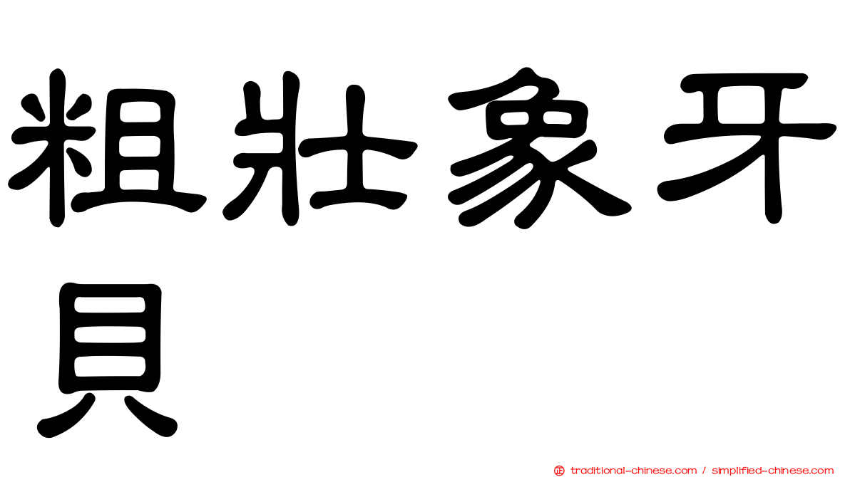 粗壯象牙貝