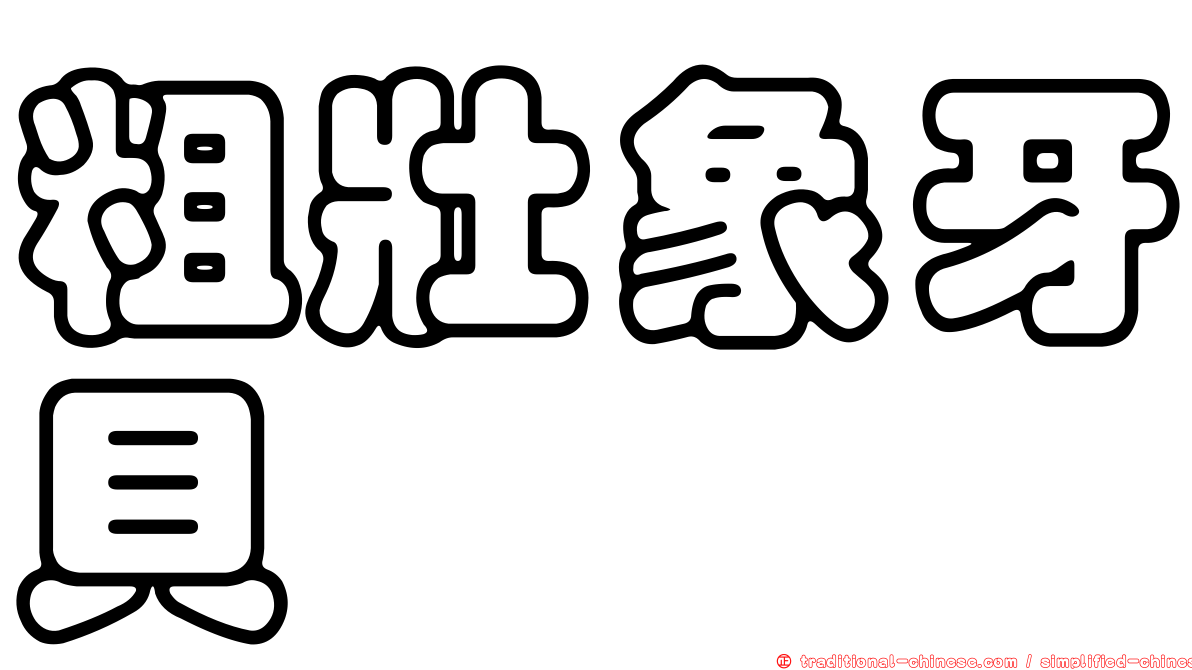 粗壯象牙貝