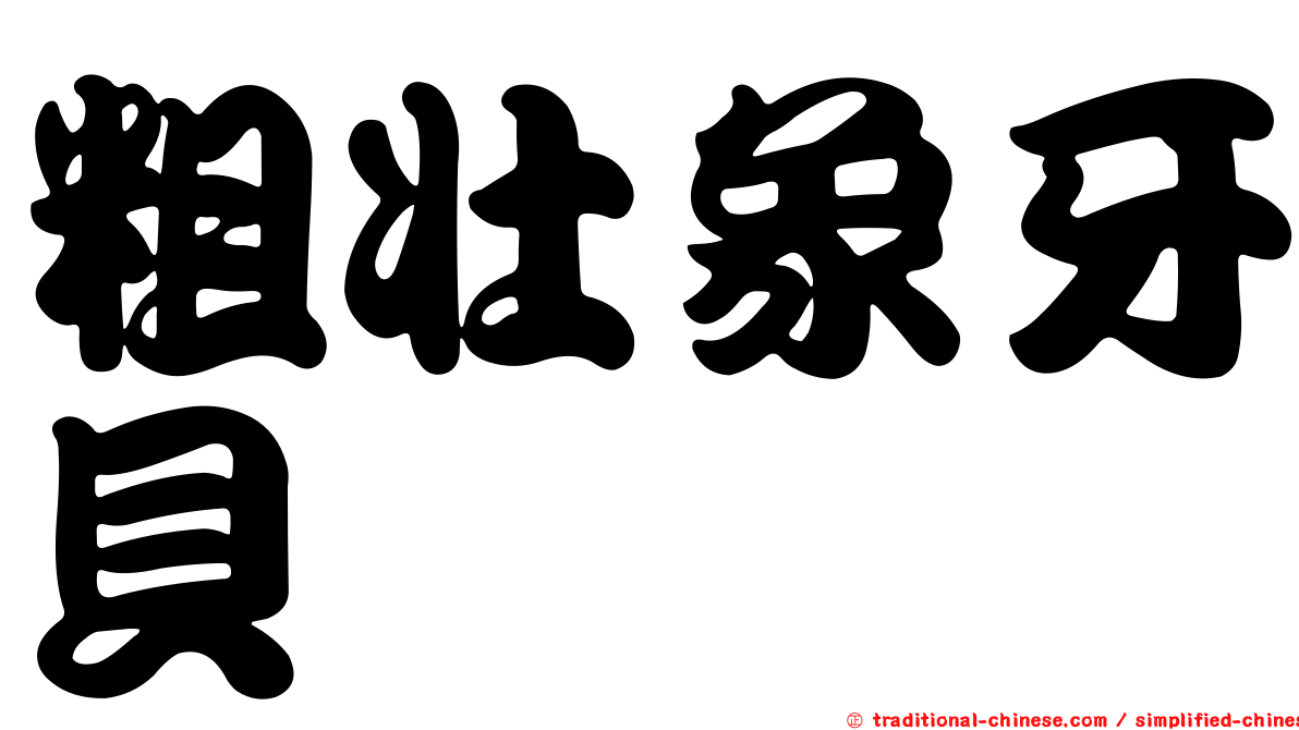粗壯象牙貝