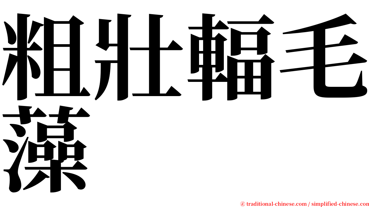 粗壯輻毛藻 serif font