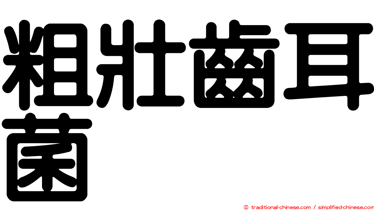 粗壯齒耳菌
