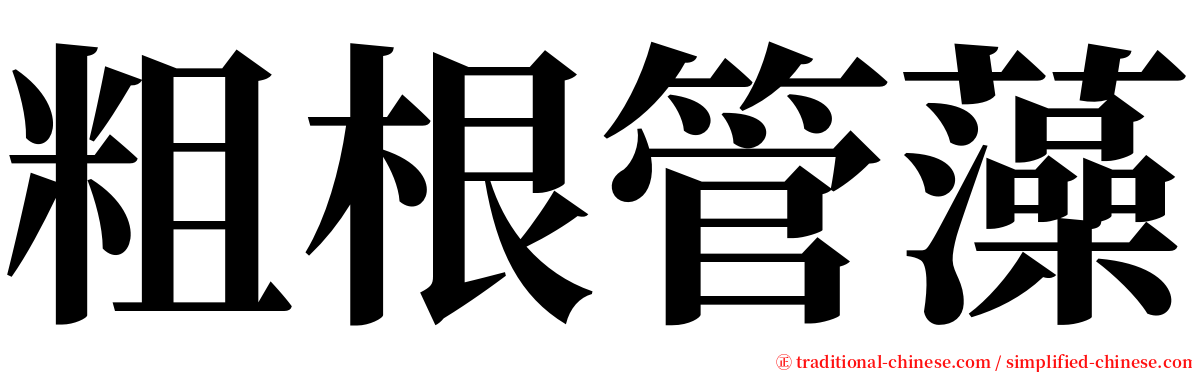 粗根管藻 serif font