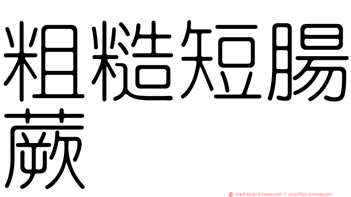 粗糙短腸蕨