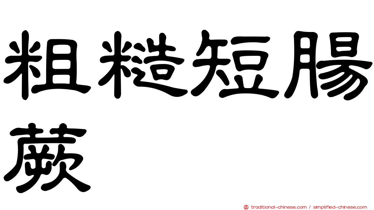 粗糙短腸蕨