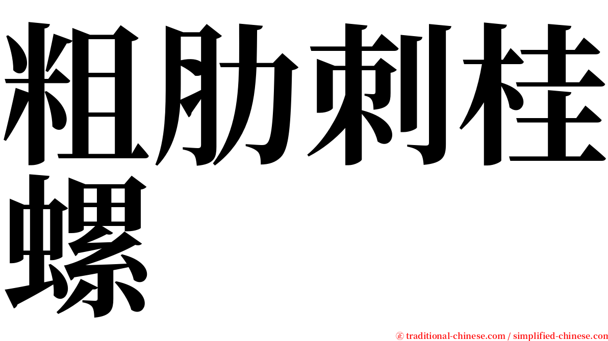 粗肋刺桂螺 serif font