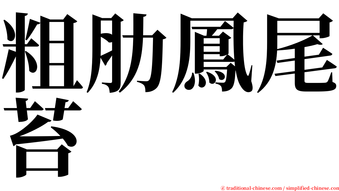 粗肋鳳尾苔 serif font