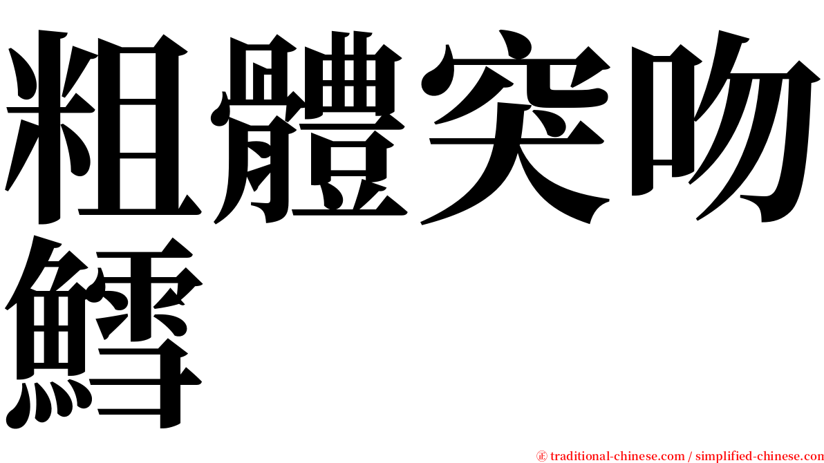 粗體突吻鱈 serif font