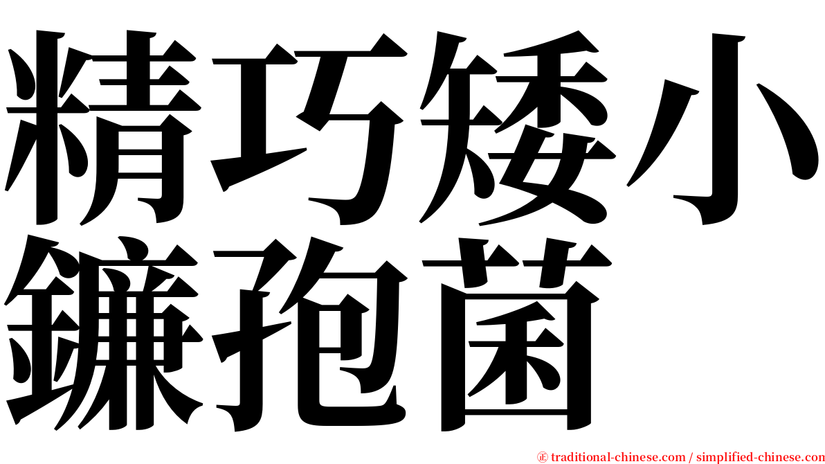 精巧矮小鐮孢菌 serif font