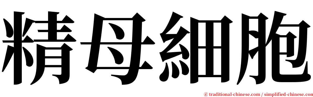 精母細胞 serif font