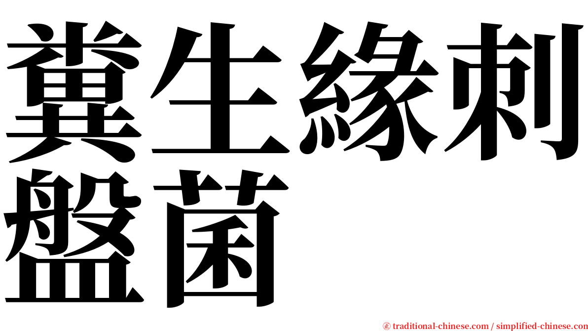 糞生緣刺盤菌 serif font