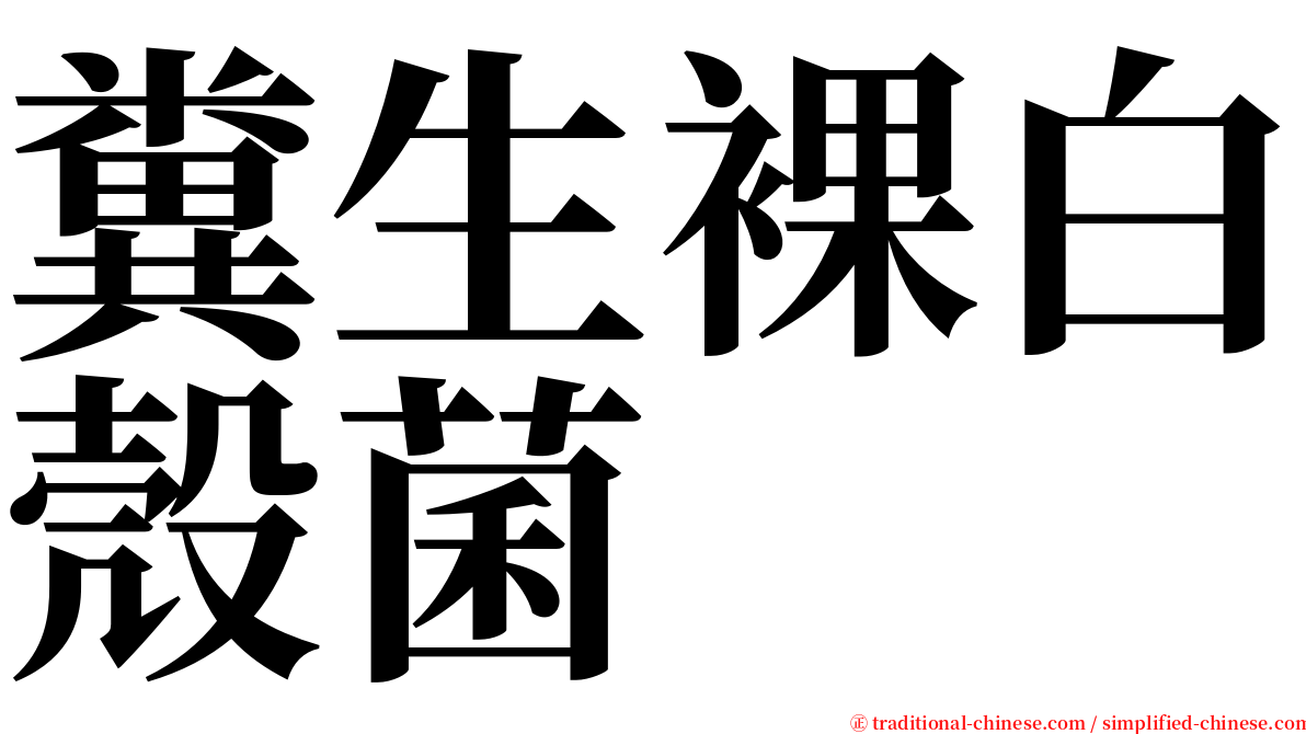 糞生裸白殼菌 serif font