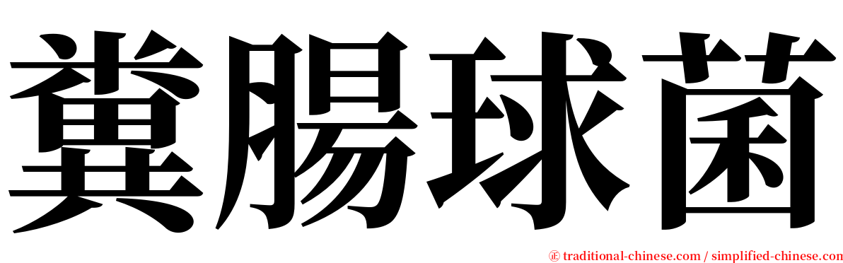 糞腸球菌 serif font