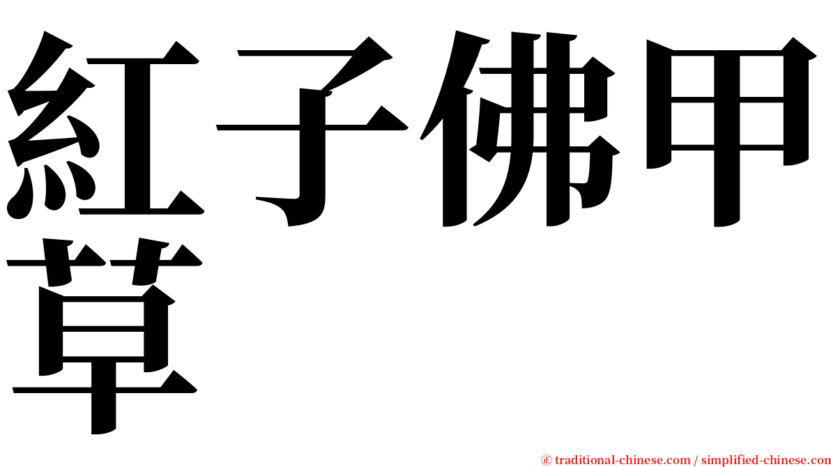 紅子佛甲草 serif font