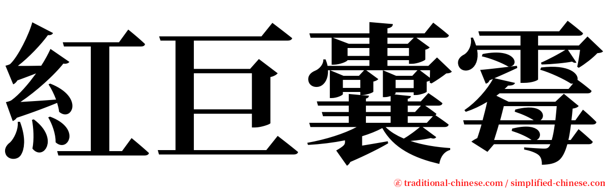 紅巨囊霉 serif font