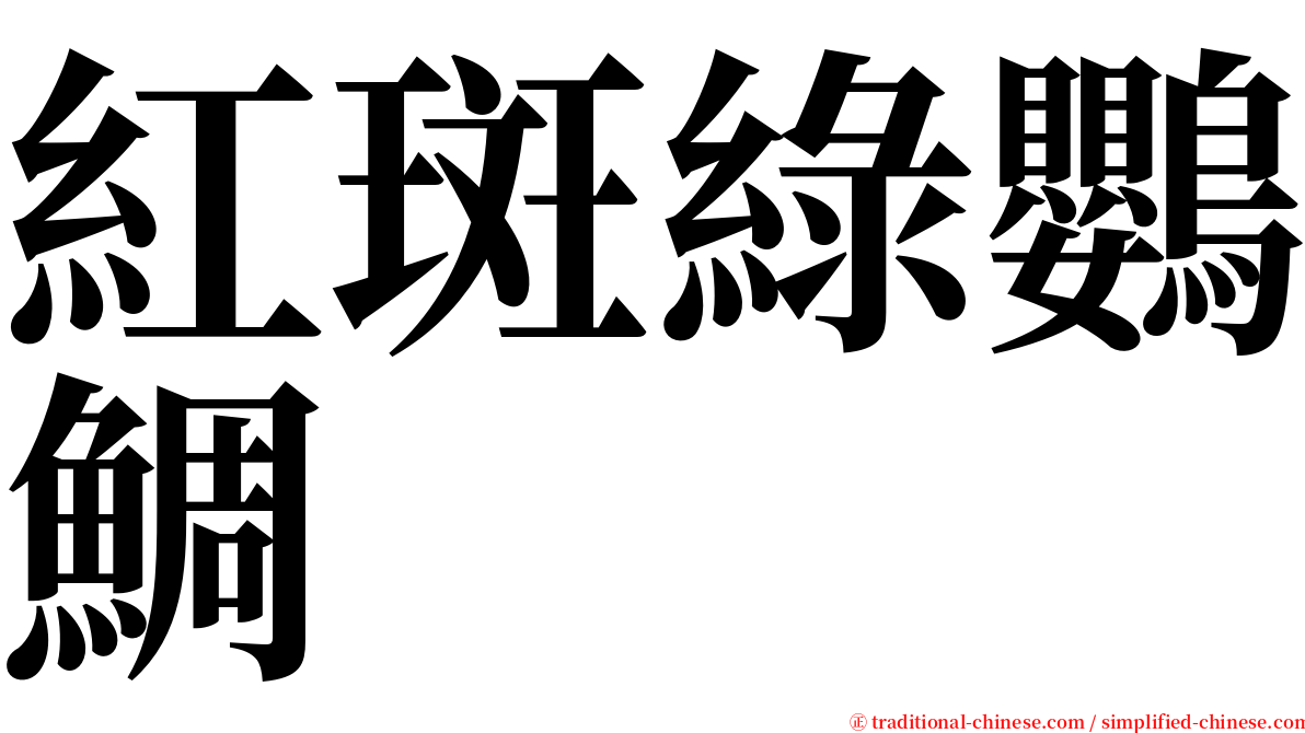 紅斑綠鸚鯛 serif font